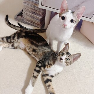 【11/17芝浦】抱っこして～すりすり甘えん坊姉妹