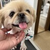 いつも笑顔⭐︎ペキニーズのマコちゃん3歳 サムネイル2