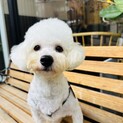 左後肢形成不全のビションくん９カ月