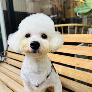 左後肢形成不全のビションくん９カ月