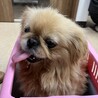 いつも笑顔⭐︎ペキニーズのマコちゃん3歳 サムネイル3