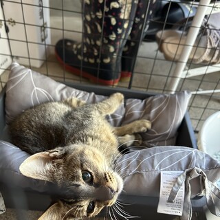 3〜4ヶ月の子猫です！