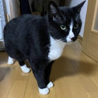 がっちり体型の靴下をはいた男の子です