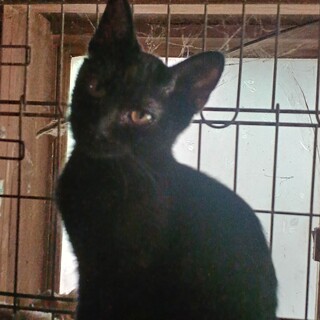 農家の納屋で育った、食いしん坊の黒猫女子３ヶ月