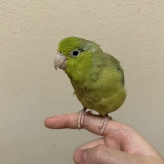 マメルリハインコ メスプーちゃん