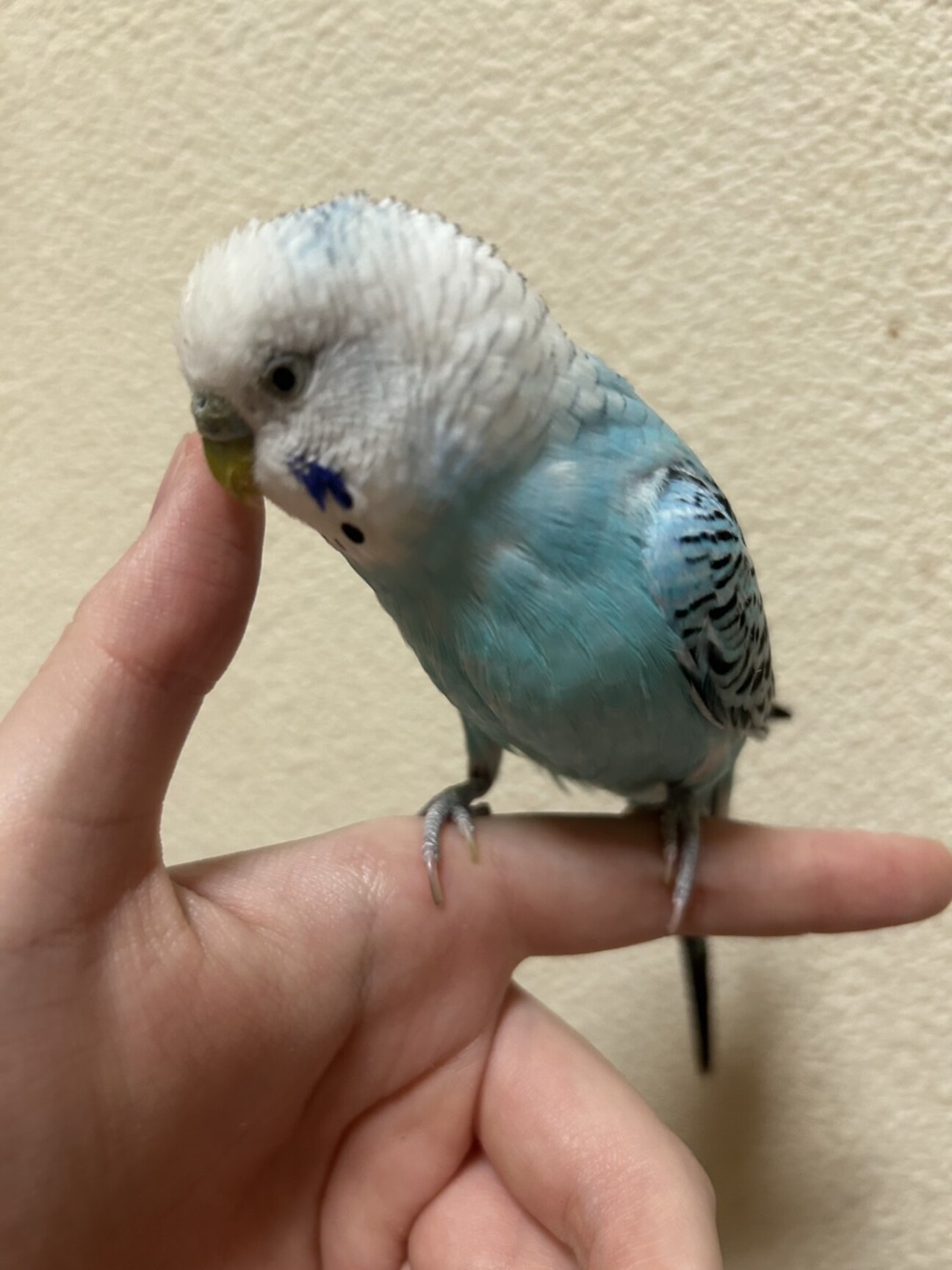 【希少初版】趣味と実益を兼ねた高級セキセイと牡丹インコ Amazon.co.jp: 太洋産業貿易 ﾇｲｸﾞﾙﾐｾｷｾｲｲﾝｺ(ｸﾞﾘｰﾝ) : おもちゃ