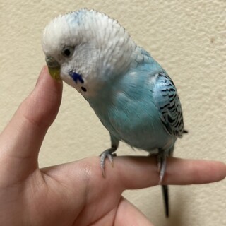 セキセイインコ オス