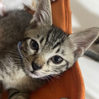 キジ猫の男の子です
