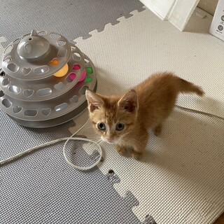 ありがとうございました★可愛らしい茶虎のノアちゃん