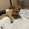 ありがとうございました★可愛らしい茶虎のノアちゃん サムネイル3