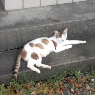 ☆人懐っこい女の子♪里親募集☆