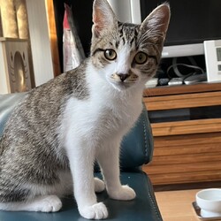 in春日井市☆子猫が沢山！保護猫をオウチに迎えよう☆2024年9月28日（土）～ちーむ にゃいんず