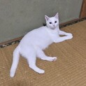 可愛い白猫ちゃん♪里親募集