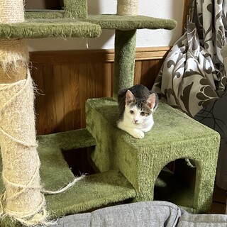 すごく人馴れしてるぎじしろオス4か月