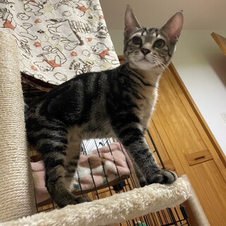 アメショーっぽい可愛いキジトラ君！