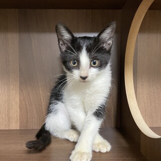 【兄弟譲渡希望】白黒ハチワレちゃん