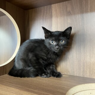 【兄弟譲渡希望】くろちゃん1