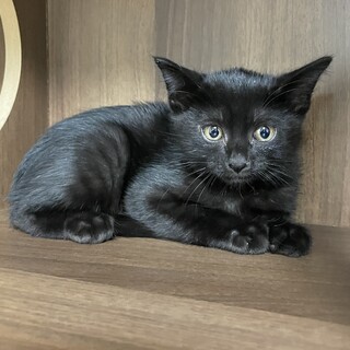 【兄弟譲渡希望】くろちゃん2