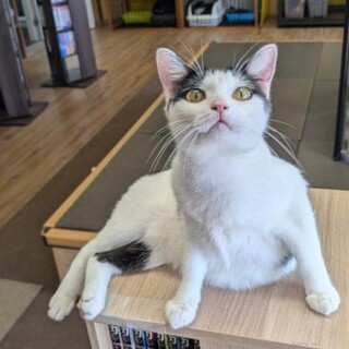 人馴れ猫なれOK ななちゃん