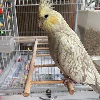 可愛いオカメインコちゃんです。
