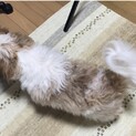 シーズー男の子