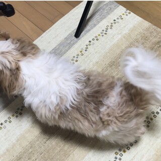 シーズー男の子