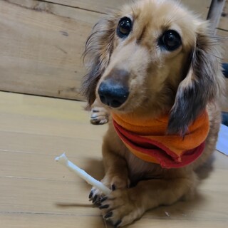 ミニチュアダックスの女の子