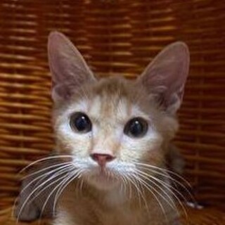 9/29荒川区西尾久譲渡会参加　樹くん