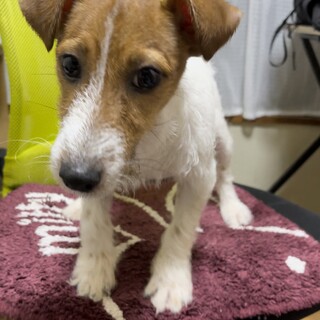 ジャックラッセルの男の子