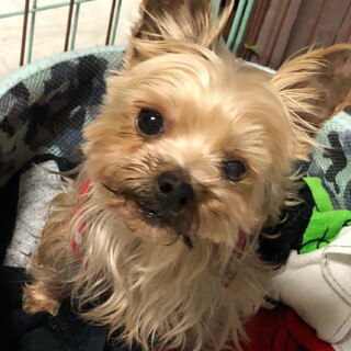 ヨーキーの男の子