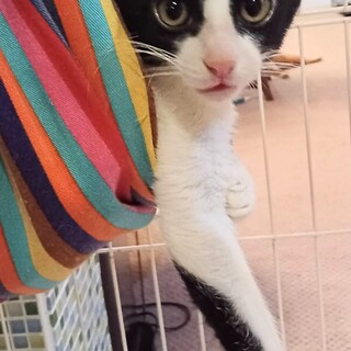 タルトちゃん正式譲渡になりました！