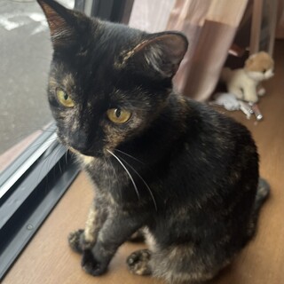 人懐っこい甘えん坊さん　ネネちゃん