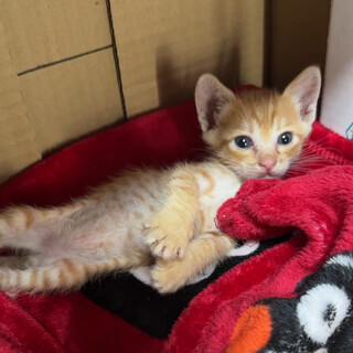 手のひらサイズ♡茶トラ♡生後1ヶ月の可愛すぎる子猫