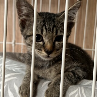 とても元気なキジトラです♪