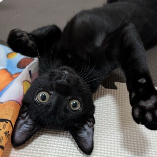 黒猫　4ヶ月