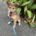 七夕頃生まれの雑種子犬のシロップちゃん