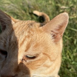 「橋の下暮らしの茶トラが土手を走ってやってきた！」サムネイル2