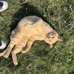 「橋の下暮らしの茶トラが土手を走ってやってきた！」サムネイル3