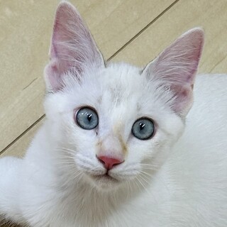 水色の瞳のやんちゃな女の子