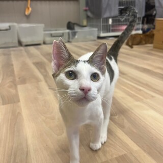 人懐こくお世話しやすさ抜群☆白キジくんฅ•ﻌ•´ฅ