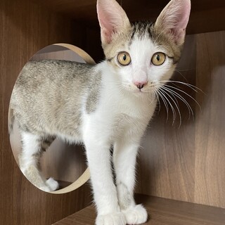 【兄弟譲渡】去勢済みのキジ白ちゃん