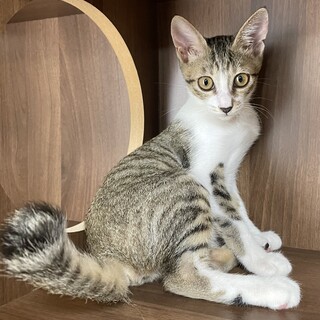 【兄弟譲渡】不妊手術済みのキジ白ちゃん