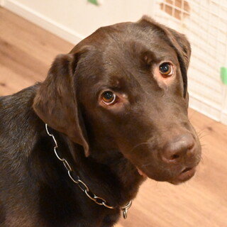 甘えん坊！！ボール遊び大好き！