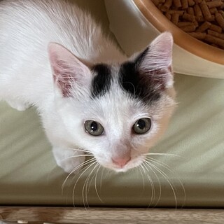 人馴れよし！髪型よし！天使のような綿々ちゃん