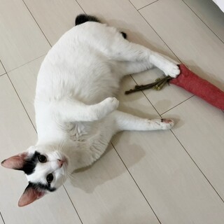 抱っこも大好き甘えん坊★コスモス