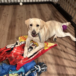 抱っこ大好き！甘えん坊！！