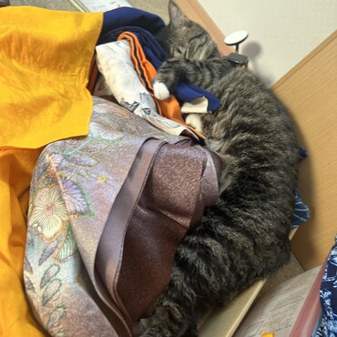 母さんの着物、毛だらけにしてやるにゃ