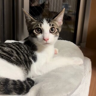 可愛い末っ子性格♡マスカットくん