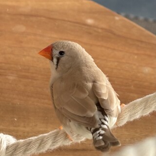 キンカチョウの兄弟