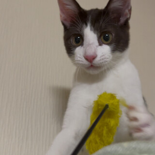 ハチワレ3兄妹のお兄ちゃん